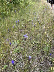 Gentianopsis crinita