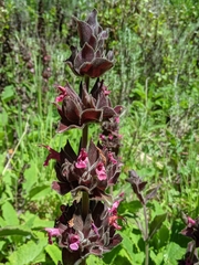 Salvia spathacea