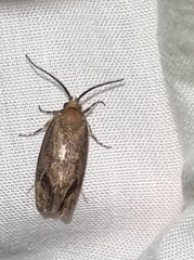 Pycnocera hypoxantha