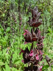 Salvia spathacea