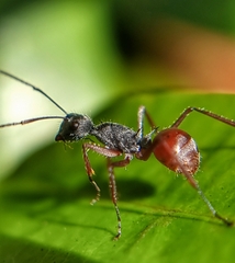 Polyrhachis bicolor