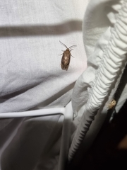 Pycnocera hypoxantha