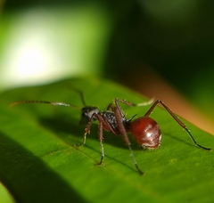 Polyrhachis bicolor