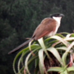 Centropus superciliosus burchellii