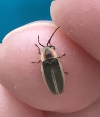 Photinus pyralis