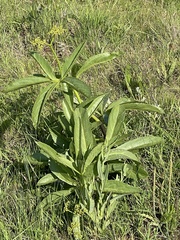 Cyphostemma