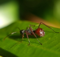 Polyrhachis bicolor