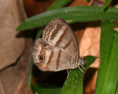 Magneuptychia fugitiva