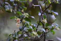 Diospyros armata