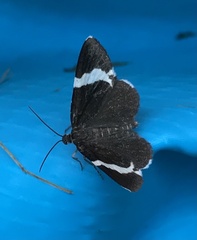 Trichodezia albovittata