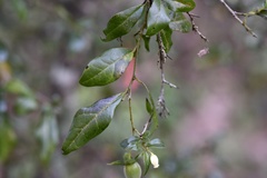 Diospyros armata