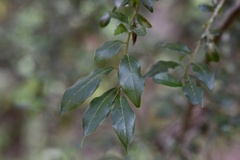Diospyros armata