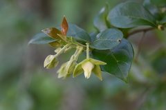 Diospyros armata
