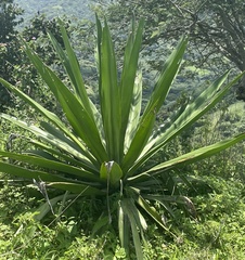 Furcraea
