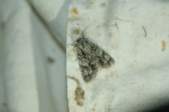 Acronicta auricoma