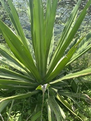 Furcraea