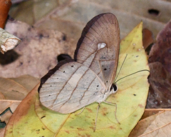 Pierella hortona
