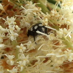 Mausoleopsis amabilis