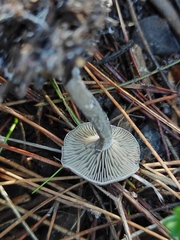 Clitocybe ditopa