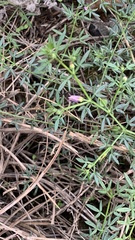Fagonia cretica