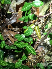 Trachelospermum