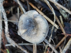 Clitocybe ditopa