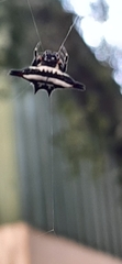 Gasteracantha geminata