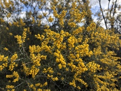 Acacia colletioides