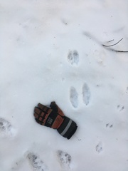 Lepus americanus