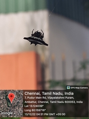 Gasteracantha geminata