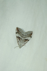 Aplocera praeformata