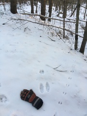 Lepus americanus