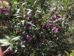 Eremophila maculata