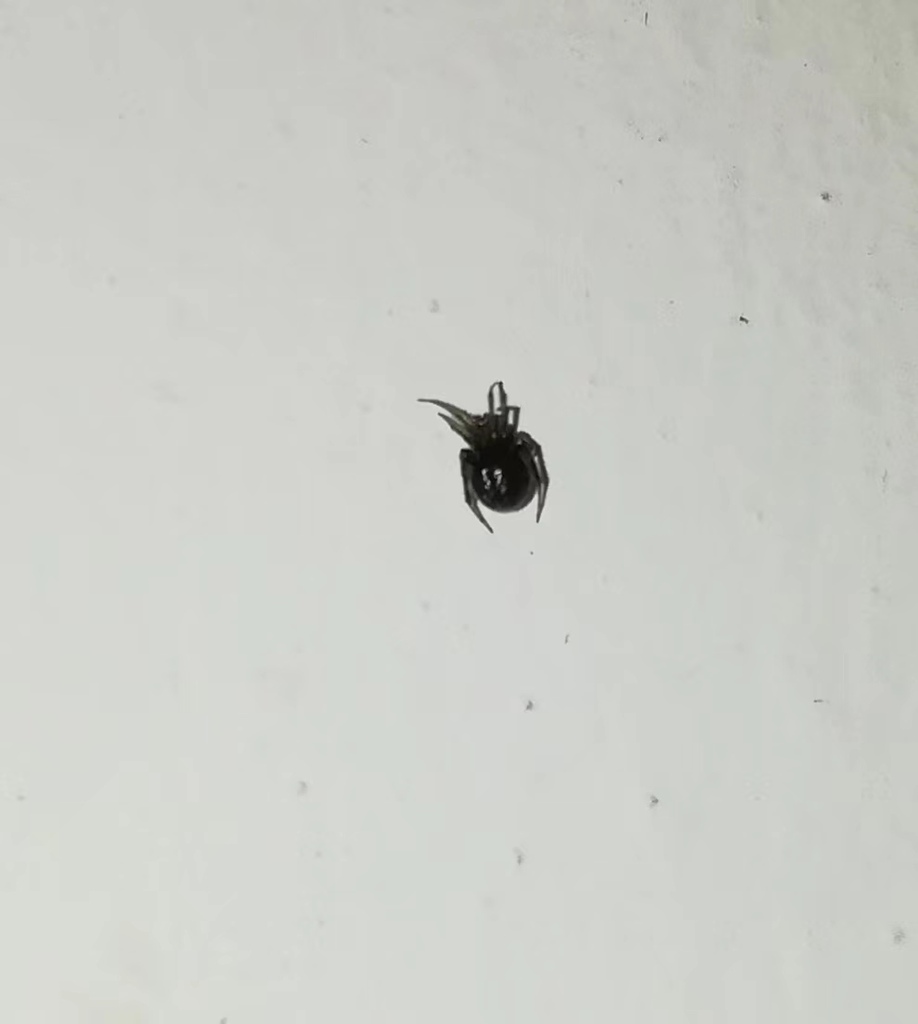 Cobweb Spiders from 501 Stirling Rd, 新加坡 148951 on December 13, 2022 at ...
