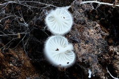 Clitopilus hobsonii