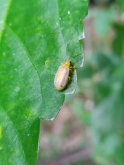 Chrysomelidae