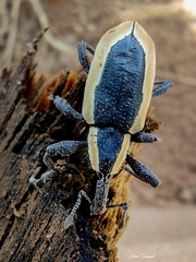 Heilipus discoides