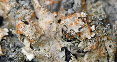 Erythricium aurantiacum