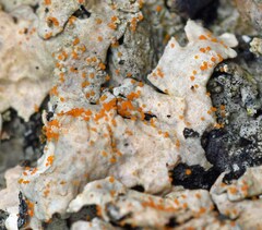 Erythricium aurantiacum