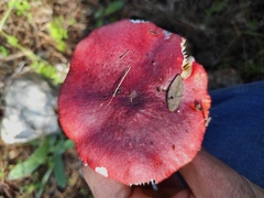 Russula rhodopus