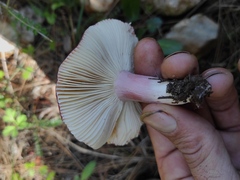 Russula rhodopus