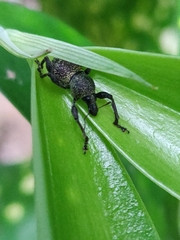 Metapocyrtus adspersus