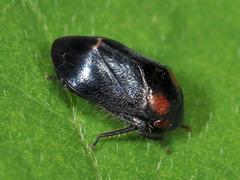 Penthimia nigra