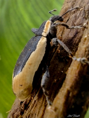 Heilipus discoides