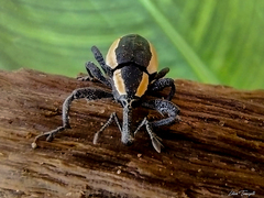 Heilipus discoides