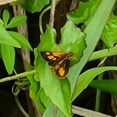 Ampittia dioscorides
