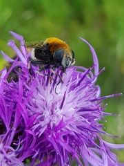 Eristalis intricaria