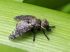 Platystoma