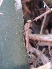 Schizomantodea