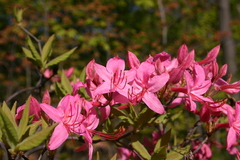 Rhododendron prinophyllum